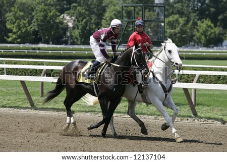 Racing Thoroughbred Race Horses