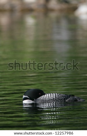 Common Loon Sleeping Composed as a Magazine or Book Cover