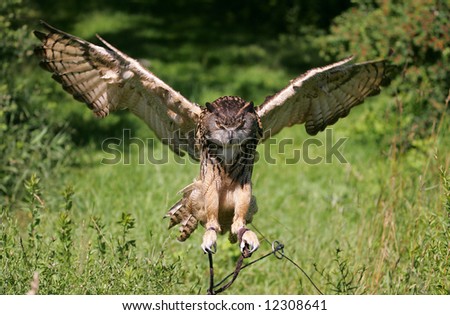 stock photo Eurasian Eagle Owl Flying