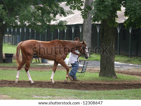 Thoroughbred Race Horse Being Hot Walked to Cool Down