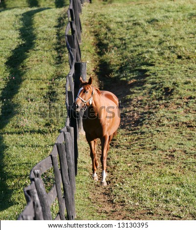 Thoroughbred Race Horse Following a Fence on a Breeding Farm