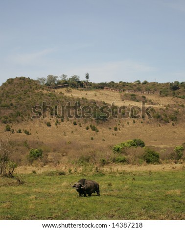 Cape Buffalo on the Masai Mara with eco-resort on hill in background