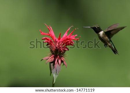 Ruby-throated Hummingbird feeding on bee balm