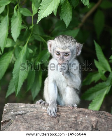 Cute Pictures Baby Monkeys on Cute Baby Vervet Monkey Stock Photo 14966044   Shutterstock