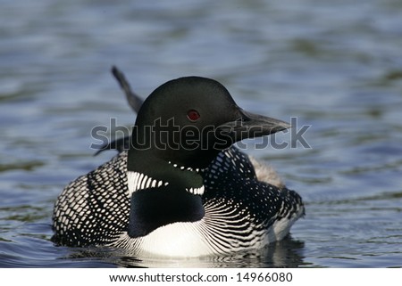 common loon drawing. stock photo : Common Loon