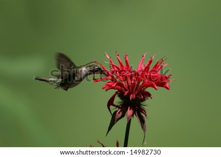 Hummingbird feeding on bee balm