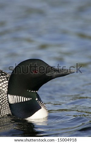 common loon feet. house Common Loon in winter