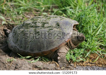 Snapping Turtle Laying her Eggs