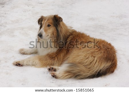 Beautiful Alert Dog laying in Snow