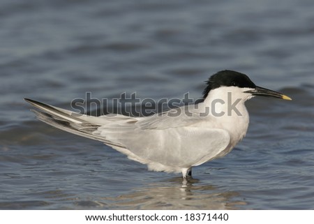 Beautifyul Close up of a Sandwich Tern on a Florida Beech for nature Guide