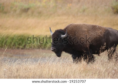 Young Male Bison Eying Photographer that is in his Path, Yellowstone National Park