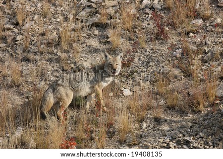 Adult Coyote Looking Back at Photographer in the Lamar valley, Yellowstone National Park