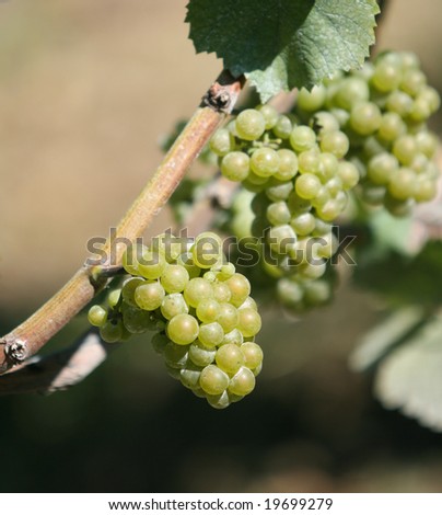 Grapes on Vines at Winery