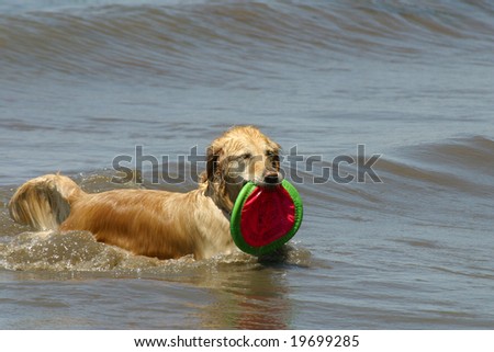 Beautiful Dog that has Retrieved a Toy in the Water