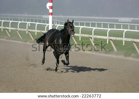 Thoroughbred Running Loose on Track in the early Misty Morning