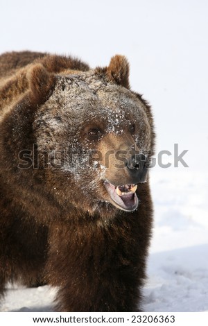 Grizzly Bear with Snow on Face against Snow Background