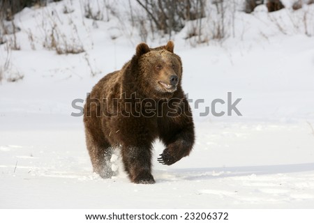 Grizzly Bear Running Against Snow Background