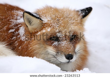 Red Fox in Snow with Snow on face Looking Forward