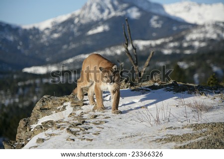 Mountain Lion in Natural Setting in Rocky Mountains