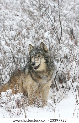 Male Grey Wolf posing in snow during snow storm