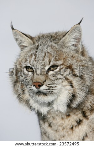 Closeup of North American Bobcat