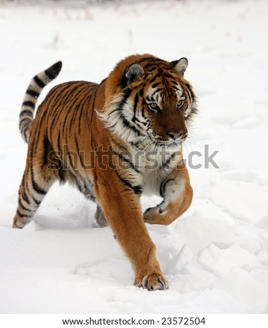 A Tiger Running