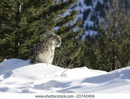 Snow Leopard Watching for Prey