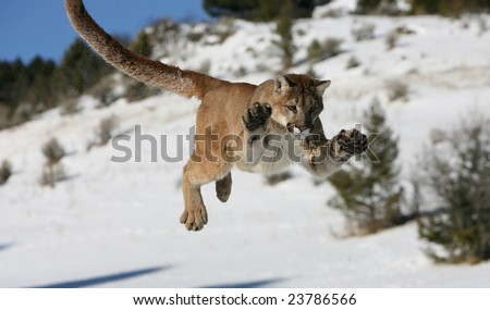 Mountain Lion Jumping