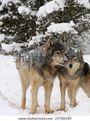 North American Grey Wolves in Snow Storm