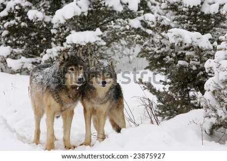 North American Grey Wolves Snow Storm