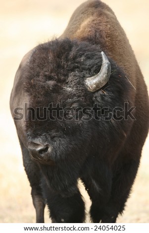 Front profile of Old male Bison in Yellowstone National Park