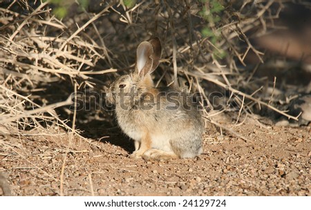 stock photo : Desert Cotton Tailed Rabbit