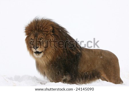 http://image.shutterstock.com/display_pic_with_logo/98163/98163,1233366000,6/stock-photo-captive-barbary-lion-looking-into-sky-species-is-extinct-in-the-wild-24145090.jpg