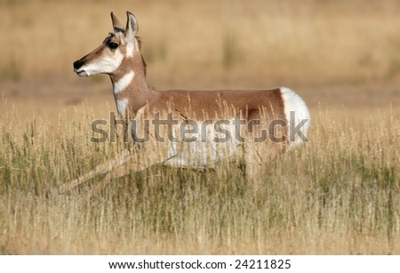 Young Pronghorn Antelope Running in the Yellowstone National Park