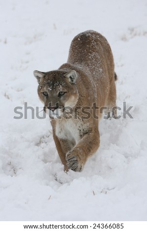 Mountain Lion Running in a Snow Storm