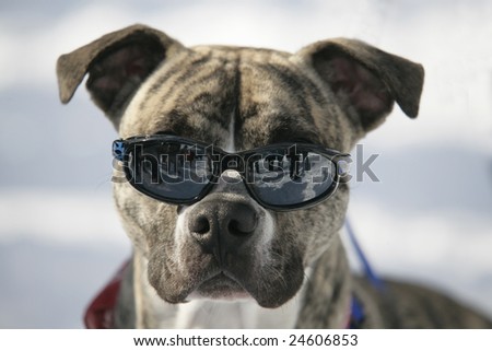 A Very Cool Dog