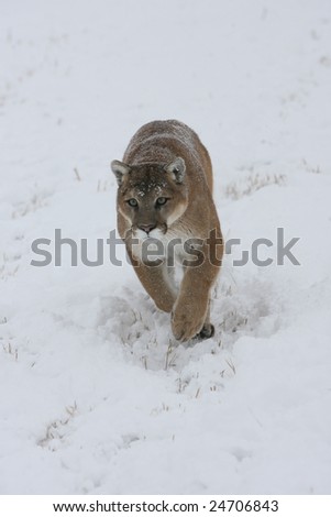 Mountain Lion Running During Snow Storm