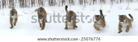 panorama of Mountain Lion Running in the snow made from 5 images.