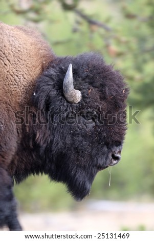 Side profile of Old male Bison in Yellowstone National Park