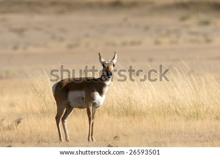 Female Pronghorn