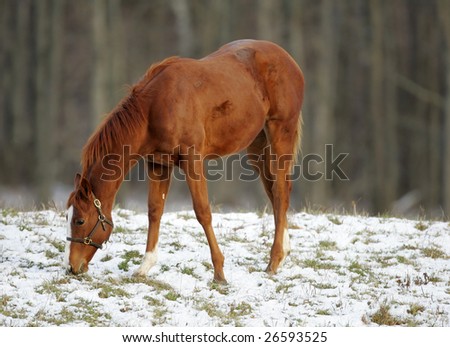 Thoroughbred race horse on farm running in morning snow.