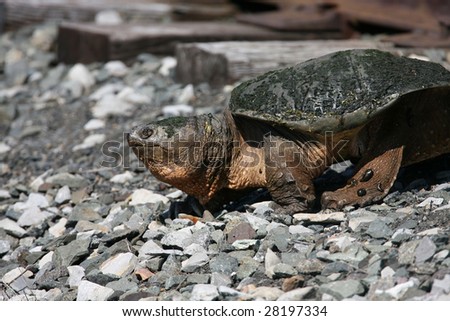 Huge Snapping Turtle Crossing railroad Track to lay its Eggs showing leaches attached to legs