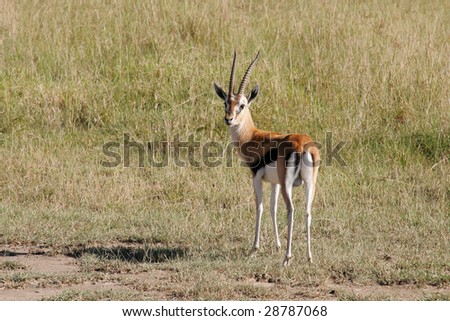 Thompson\'s Gazelle looking back at photographer