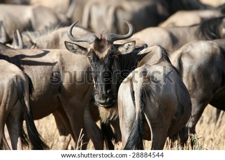 Migrating Wildebeest looking back at Photographer
