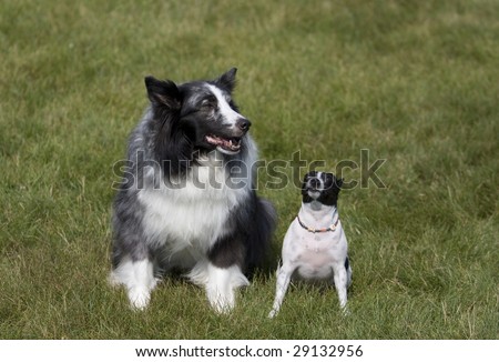 Big and Little dogs posing.