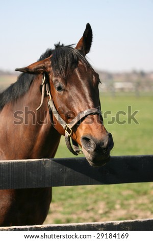 black thoroughbred racehorse. Thoroughbred race Horse