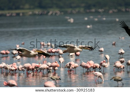 White Pelican fly past flocks of feeding Lesser Flamingos
