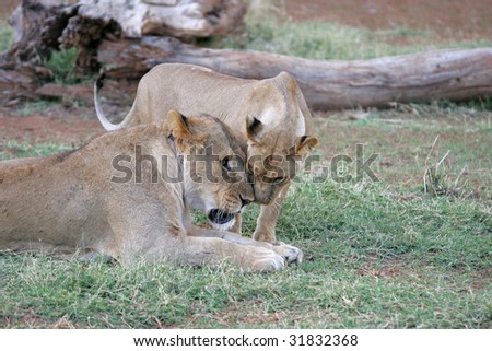 Young Mating Lion and Lioness