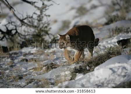 Mountain Lion Stalking Prey