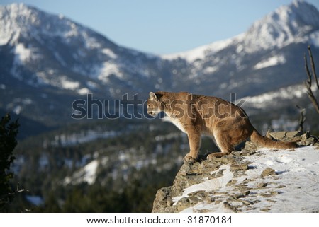 Mountain Lion Looking over Vally